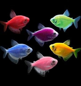 Nautilus GLOFISH TETRA ASSORTED