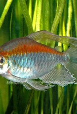 Nautilus TETRA: CONGO MALE (IMPORT)