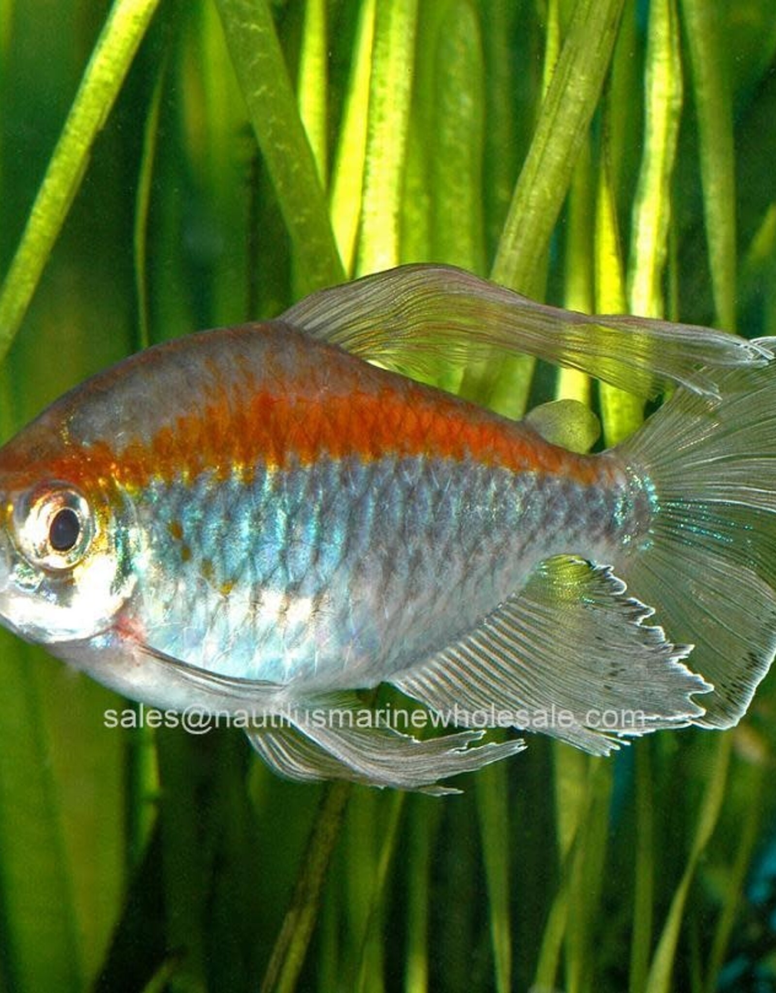 Nautilus TETRA: CONGO MALE (IMPORT)