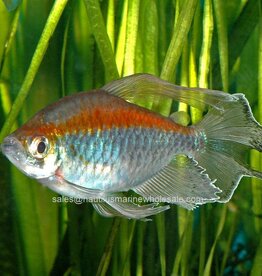 Nautilus TETRA: CONGO MALE (IMPORT)