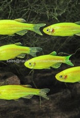 Nautilus GLOFISH® : DANIO ELECTRIC GREEN®
