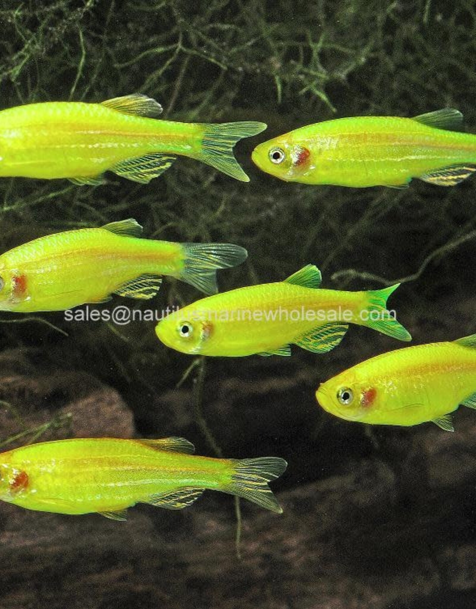 Nautilus GLOFISH® : DANIO ELECTRIC GREEN®