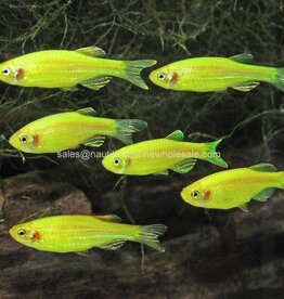 Nautilus GLOFISH® : DANIO ELECTRIC GREEN®