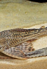 Nautilus PLECO  2" COMMON