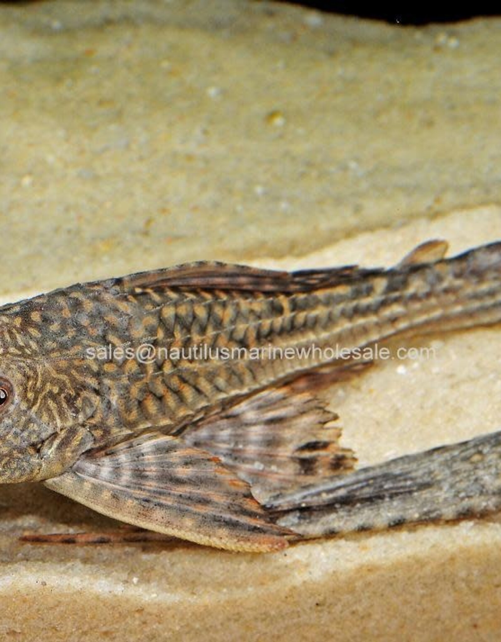 Nautilus PLECO  2" COMMON