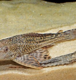 Nautilus PLECO  2" COMMON