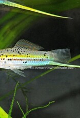 Nautilus SWORD: GREEN (FL BRED)
