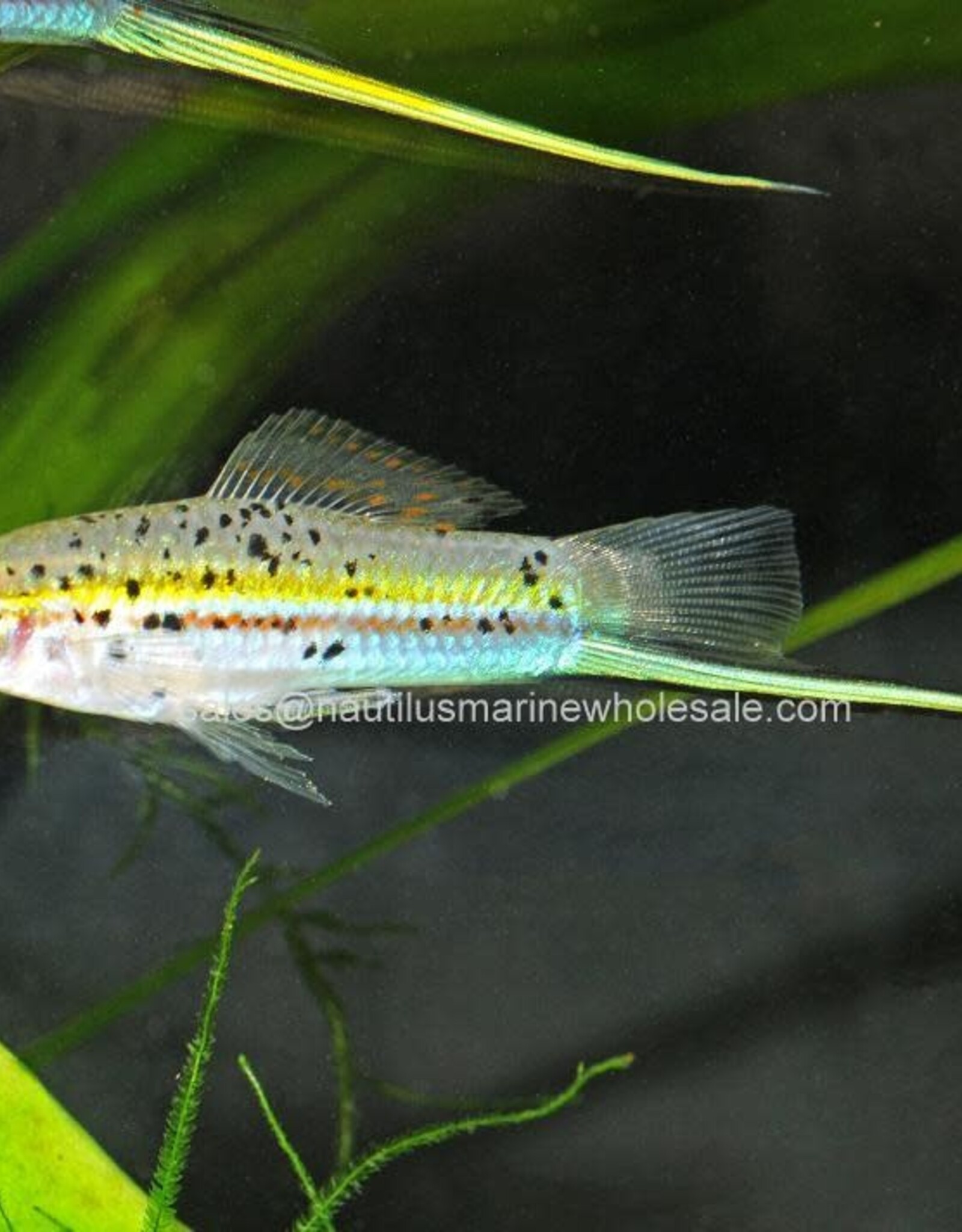 Nautilus SWORD: GREEN (FL BRED)