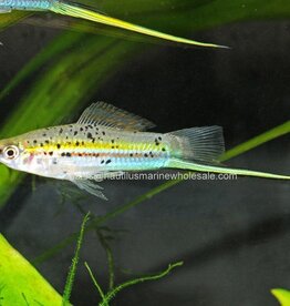 Nautilus SWORD: GREEN (FL BRED)
