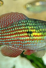 Nautilus KILLIE: FLAG FISH