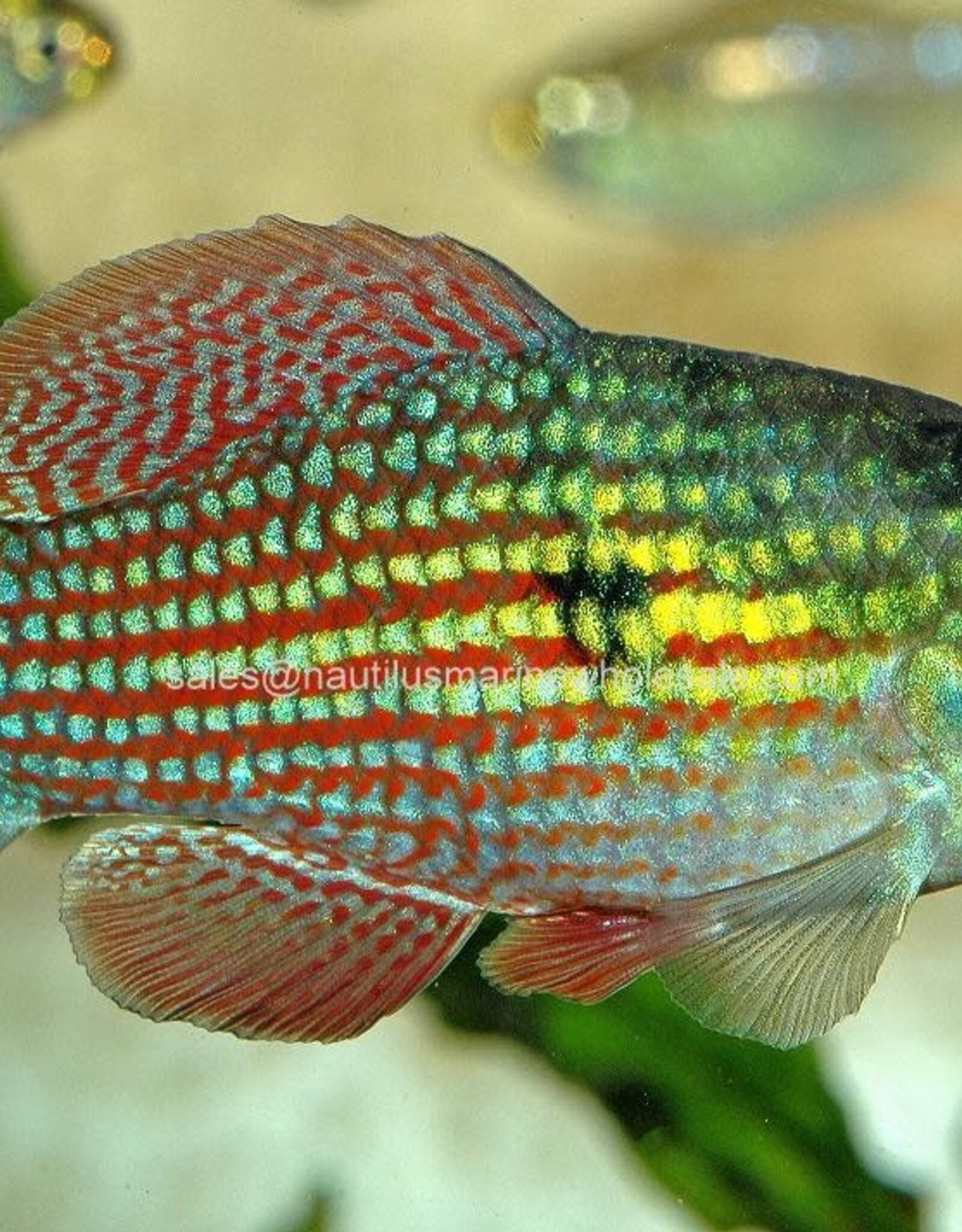 Nautilus KILLIE: FLAG FISH