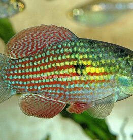 Nautilus KILLIE: FLAG FISH