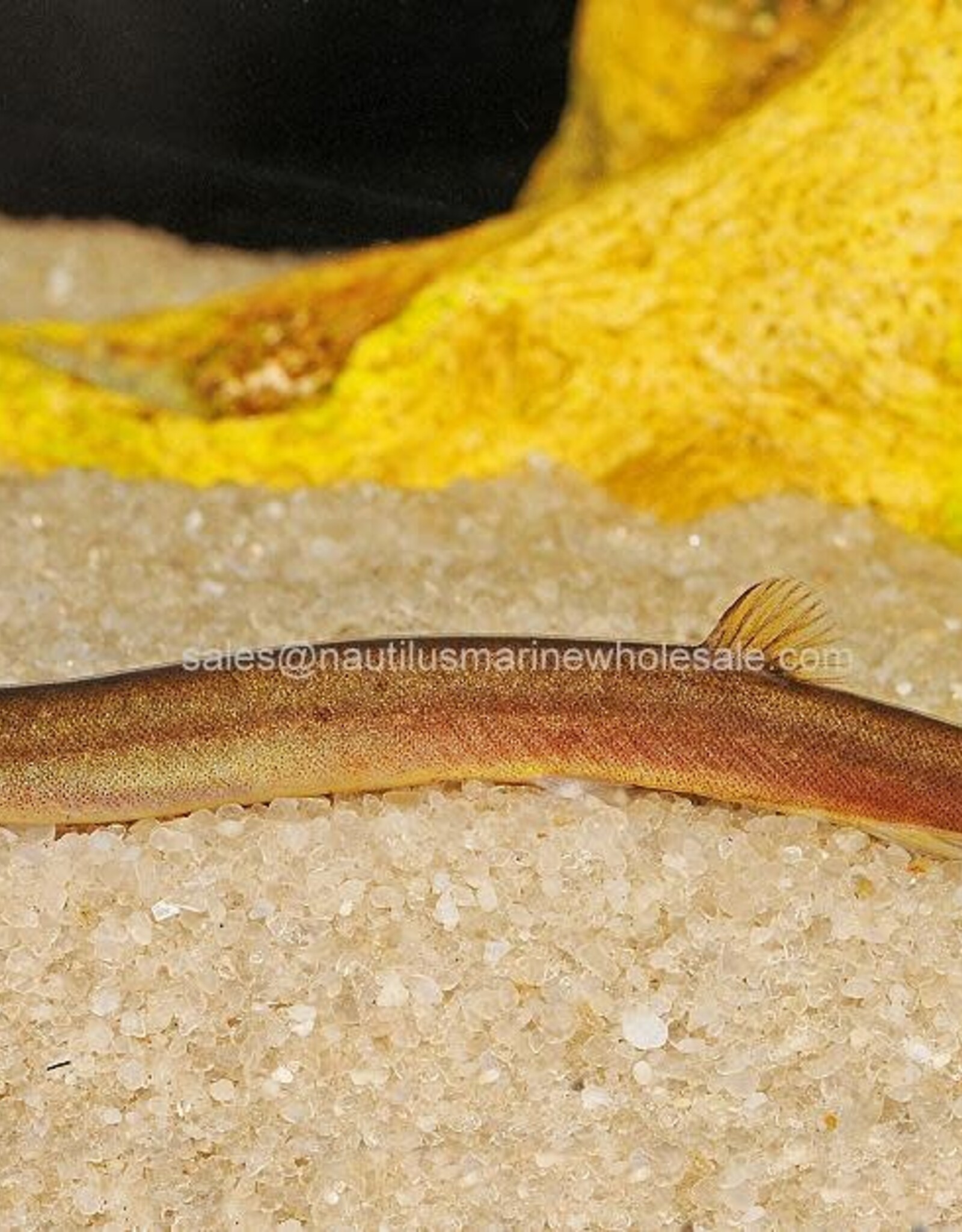 Nautilus LOACH: KUHLI BLACK