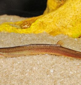 Nautilus LOACH: KUHLI BLACK