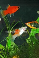 Nautilus PLATY: ASSORTED
