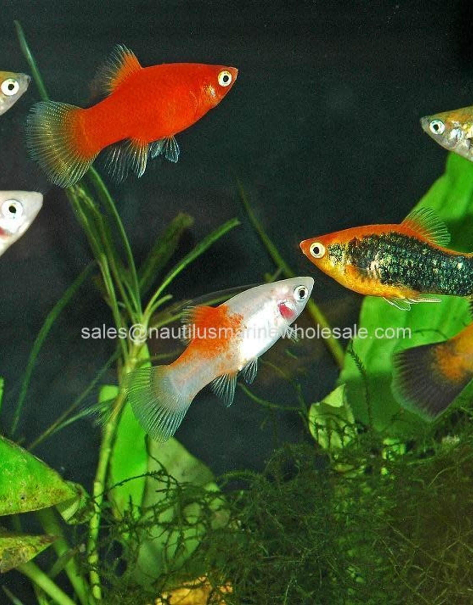 Nautilus PLATY: ASSORTED