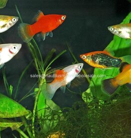 Nautilus PLATY: ASSORTED
