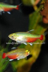 Nautilus TETRA: GREEN FIRE