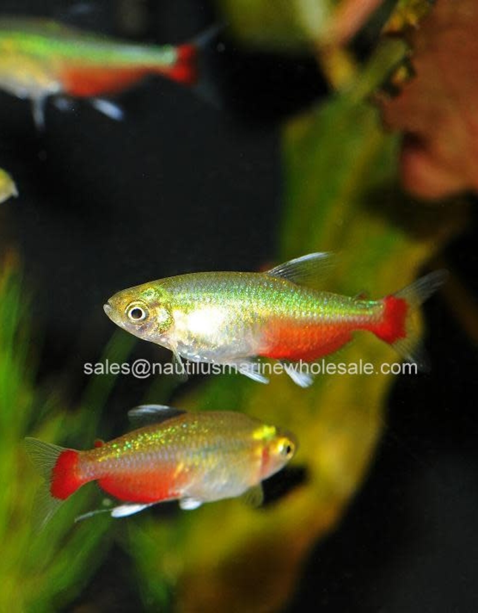 Nautilus TETRA: GREEN FIRE