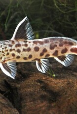 Nautilus CAT: SYNO PETRICOLA 1.5" (TR)