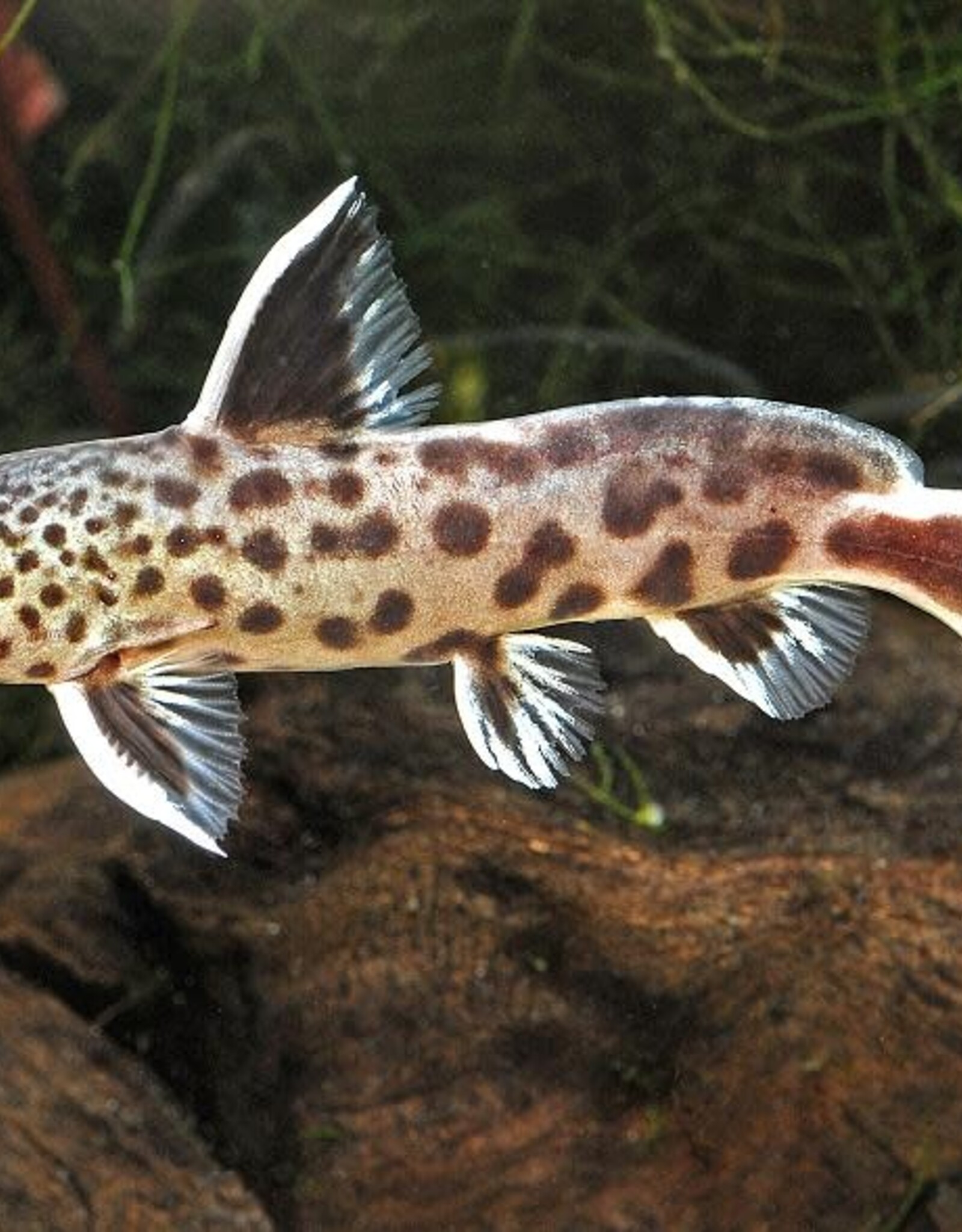 Nautilus CAT: SYNO PETRICOLA 1.5" (TR)