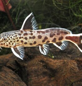 Nautilus CAT: SYNO PETRICOLA 1.5" (TR)