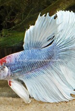 Nautilus BETTA: HALFMOON MALE