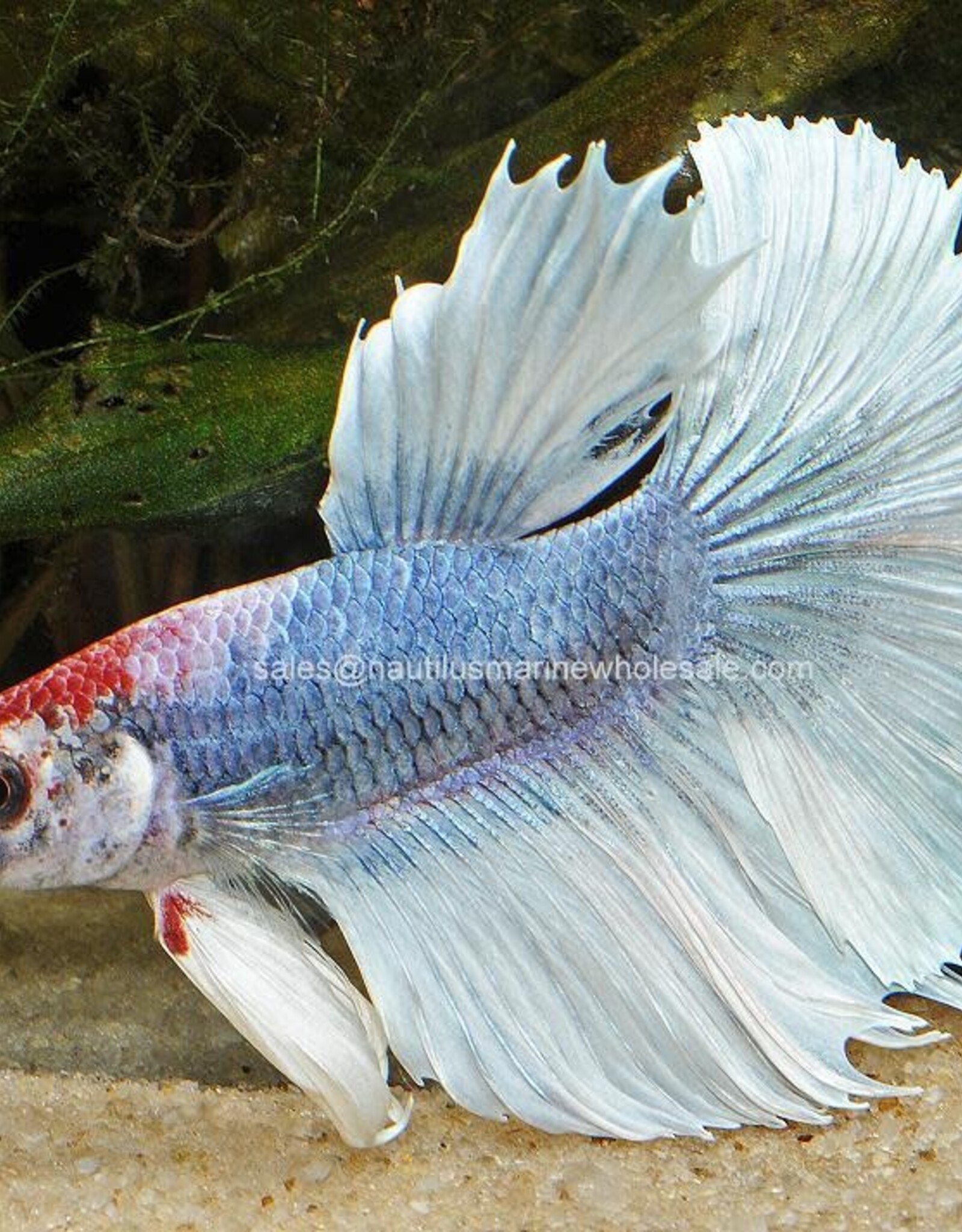 Nautilus BETTA: HALFMOON MALE