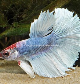 Nautilus BETTA: HALFMOON MALE