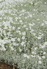 Gulley Greenhouse Cerastium tomentosum 'Yo Yo' 3.5in Snow in Summer