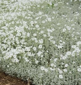 Gulley Greenhouse Cerastium tomentosum 'Yo Yo' 3.5in Snow in Summer