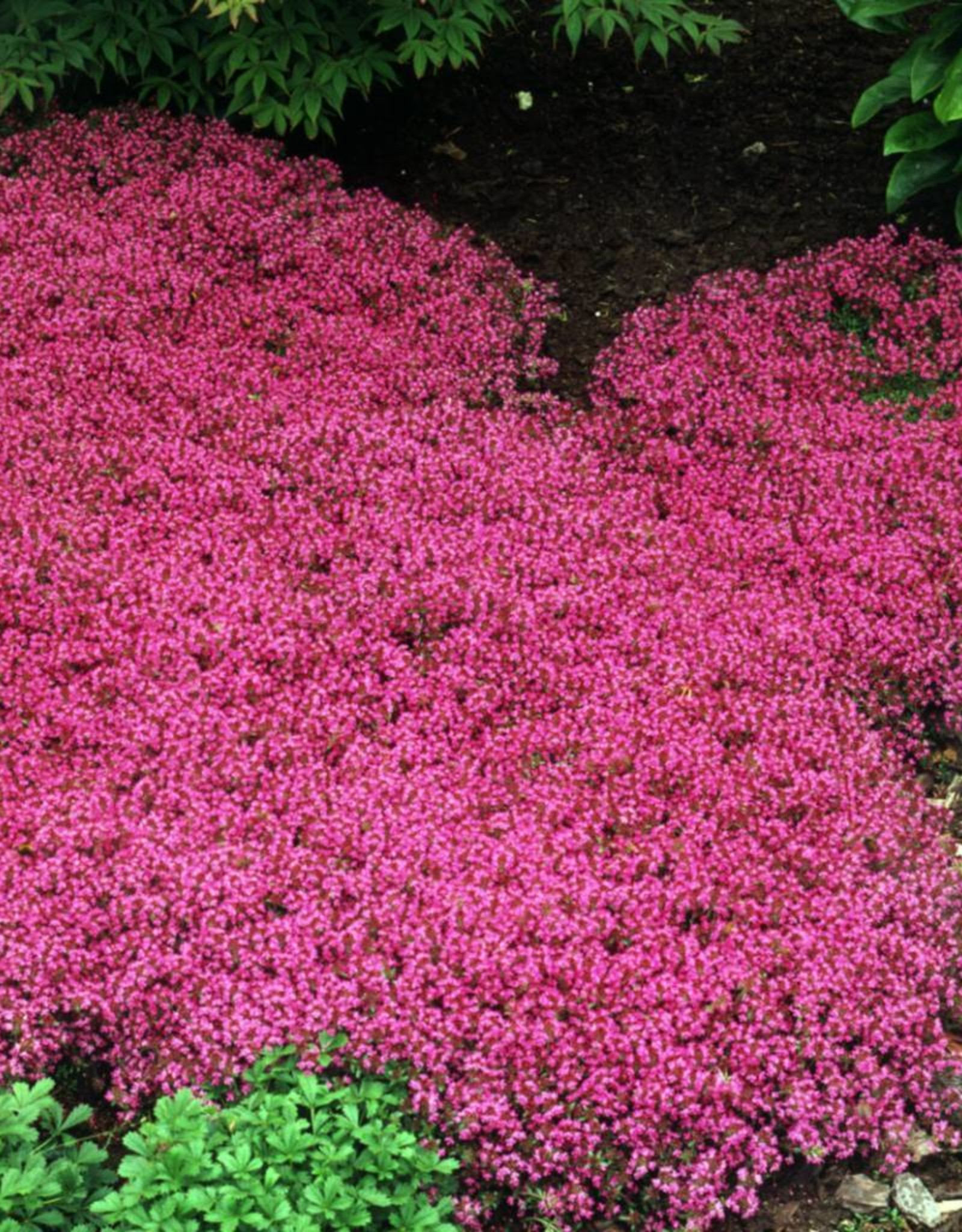 Gulley Greenhouse Thymus coccineum - Red Creeping Thyme 3.5in