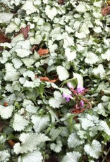 Gulley Greenhouse Lamium 'Orchid Frost' 3.5 in