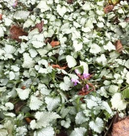 Gulley Greenhouse Lamium 'Orchid Frost' 3.5 in