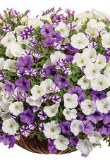Proven Winners Annual Hanging Basket- Misty Seas 12 in
