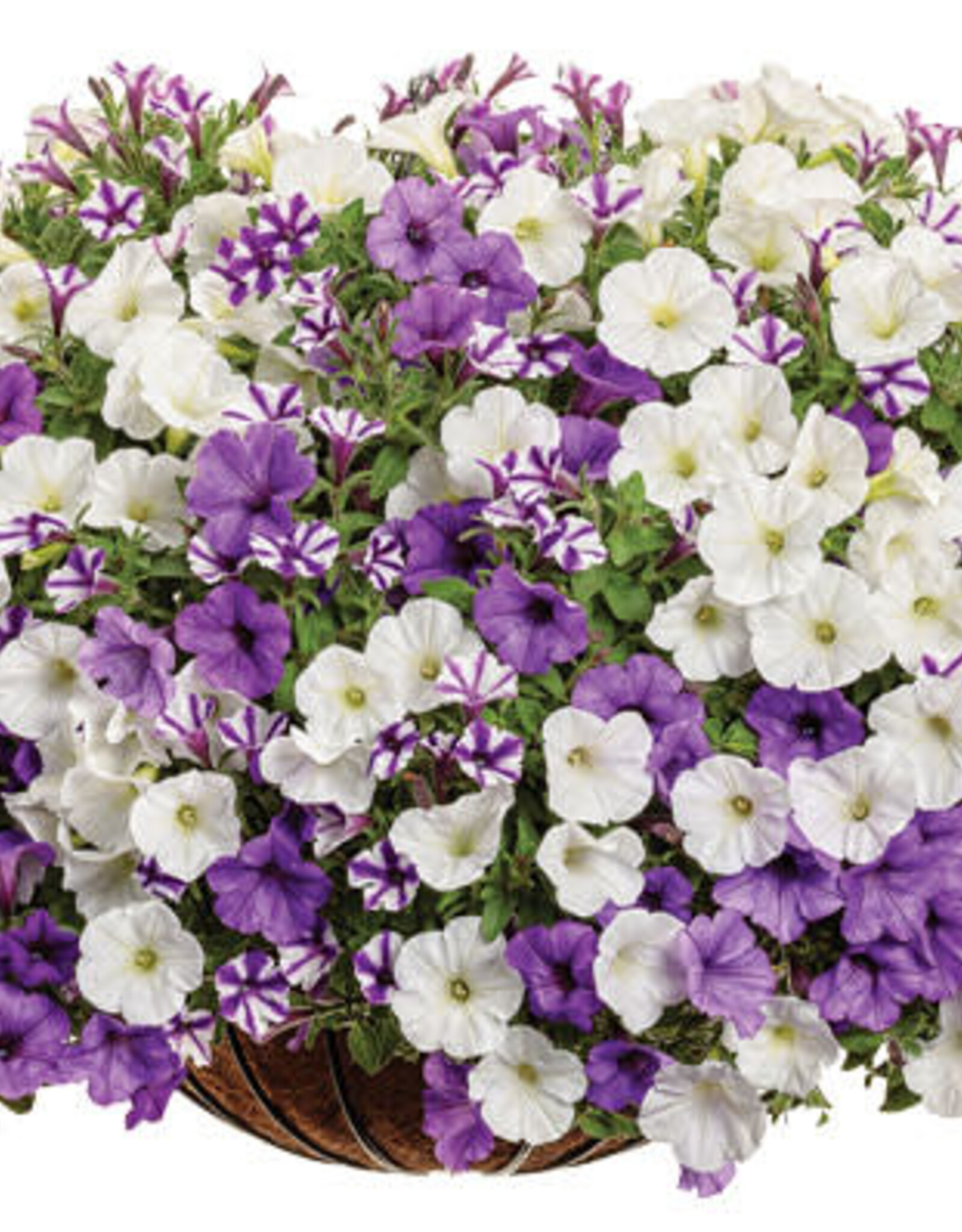 Proven Winners Annual Hanging Basket- Misty Seas 12 in