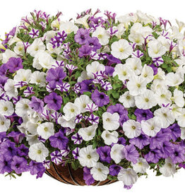 Proven Winners Annual Hanging Basket- Misty Seas 12 in