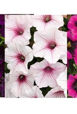 Proven Winners Annual Hanging Basket- WW Autumn Moonlight  12 inch