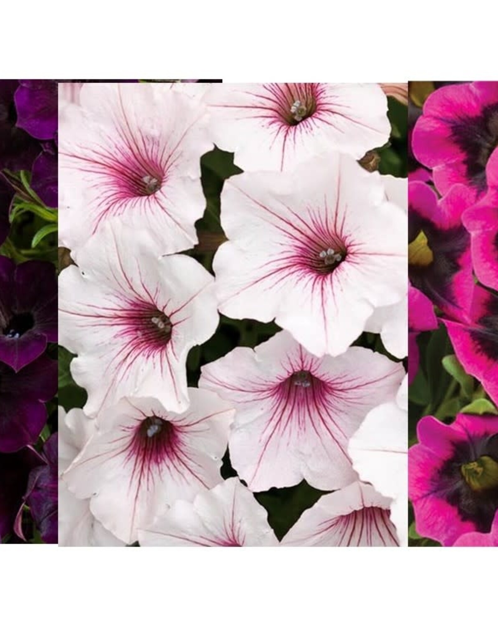 Proven Winners Annual Hanging Basket- WW Autumn Moonlight  12 inch