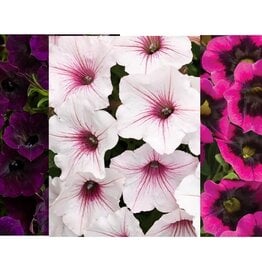 Proven Winners Annual Hanging Basket- WW Autumn Moonlight  12 inch