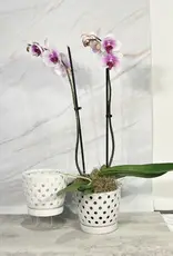 Pierced Orchid Pot, 5.5" x 4.75", White