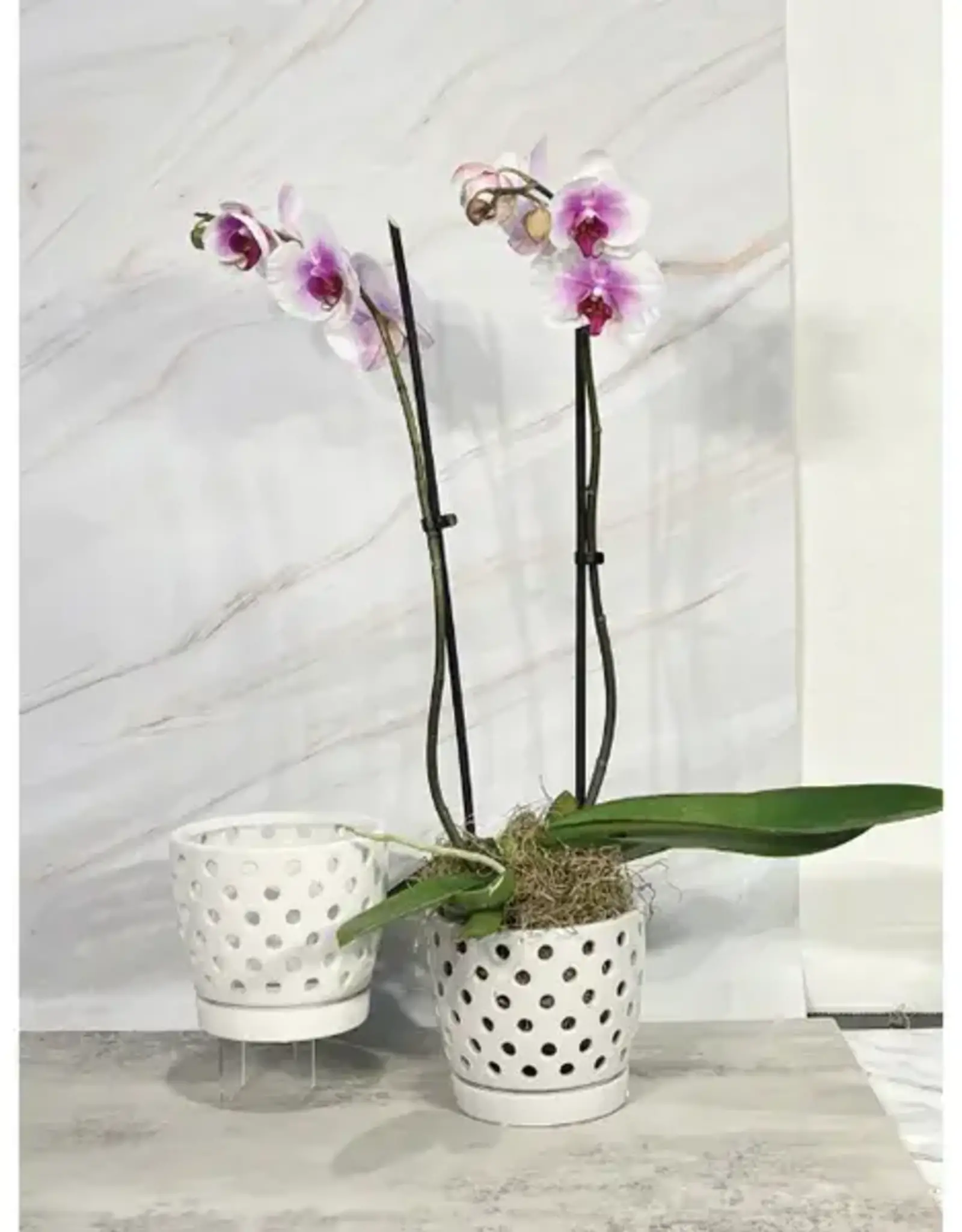 Pierced Orchid Pot, 5.5" x 4.75", White