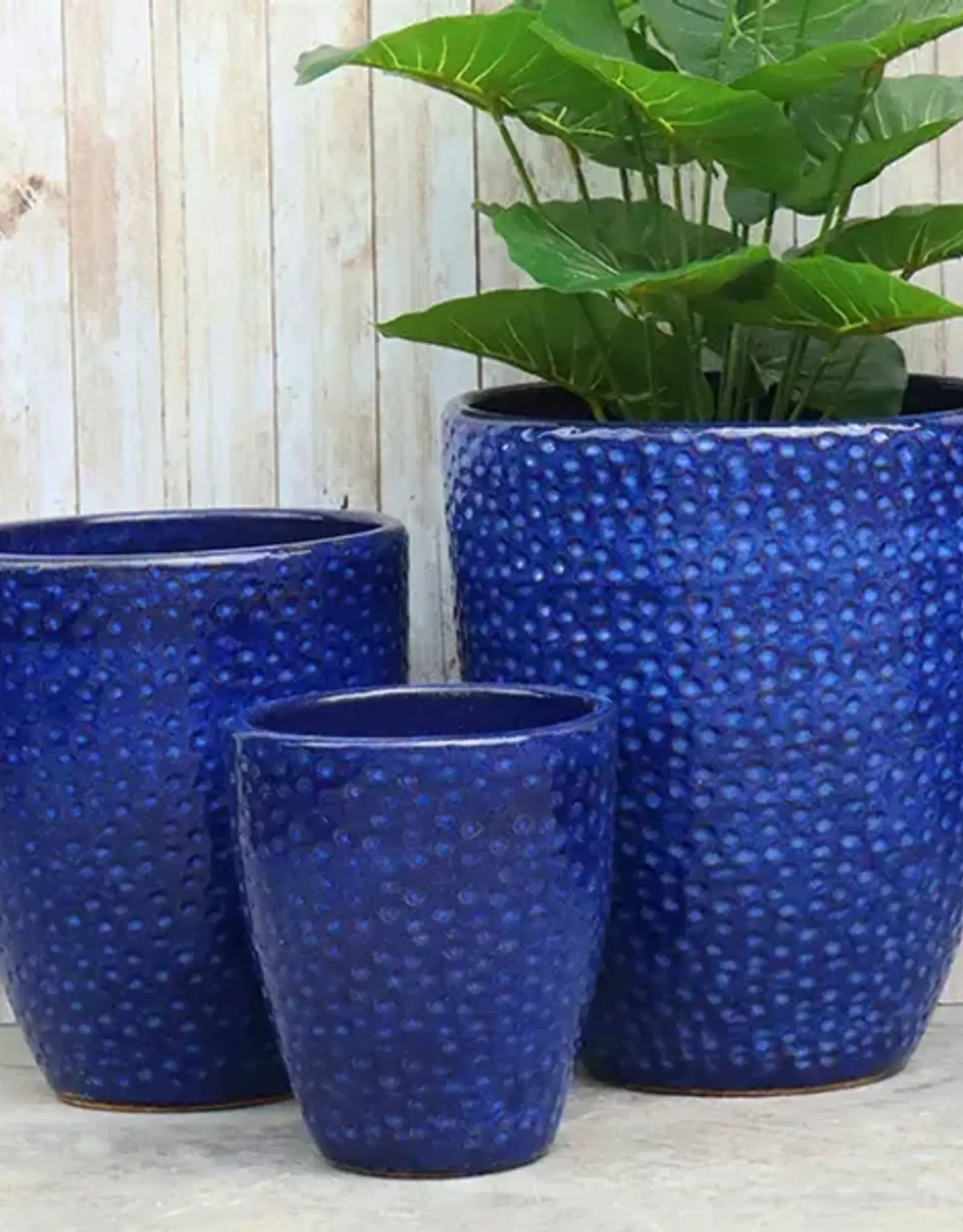 Seasponge Medium Egg Planter Imperial Blue 12.5x14.25