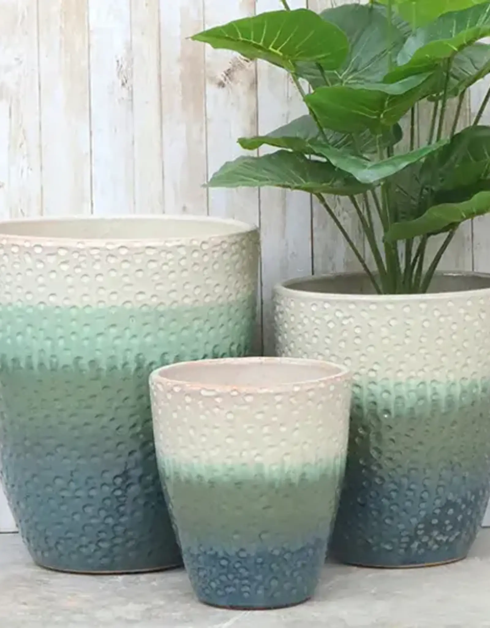 Seasponge Medium Egg Planter Horizon Green 12.5x14.25