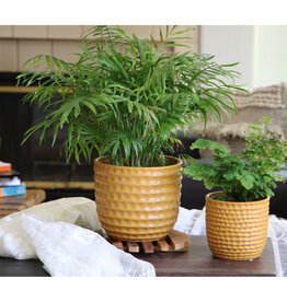 Pacific Home & Garden Honeycomb Planter  - 5.5in x 5in - Mustard