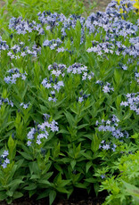 Walters Gardens Amsonia tabernaemontana 'Blue Ice' - Bluestar
