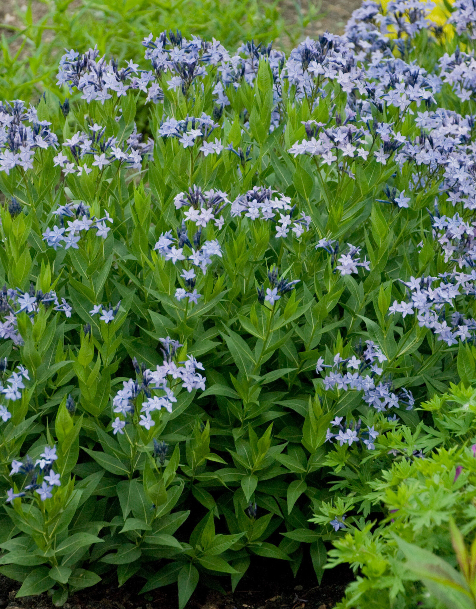 Walters Gardens Amsonia tabernaemontana 'Blue Ice' - Bluestar
