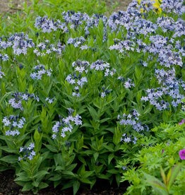 Walters Gardens Amsonia tabernaemontana 'Blue Ice' - Bluestar