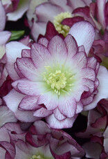 Walters Gardens Helleborus 'Blushing Bridesmaid' #1