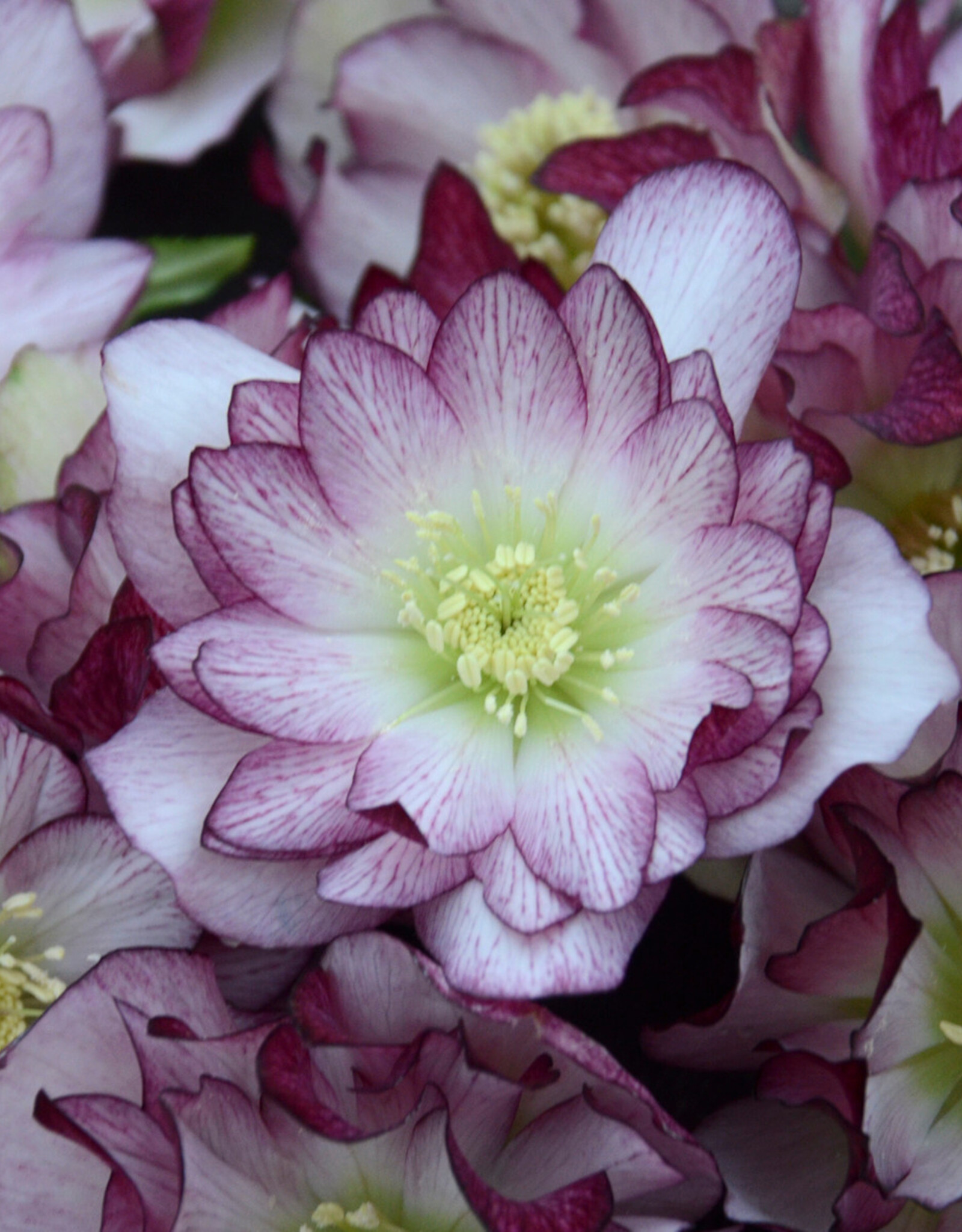 Walters Gardens Helleborus 'Blushing Bridesmaid' #1